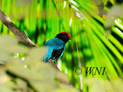Blue Manakin (Chiroxiphia caudata)
